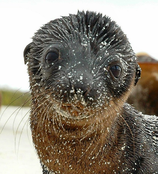 XI Sea Lion pup on beach at Gardener Bay on Espanola island-Galapagos-8 8-7-04