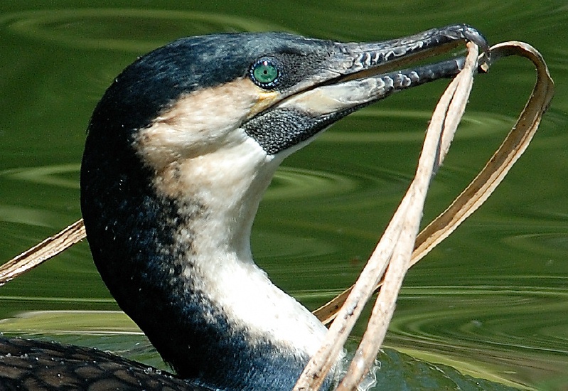 White-breasted Cormorant with nesting material at San Diego Animal Park in Escondido-02-2 4-26-07