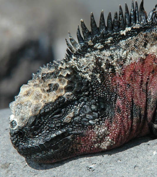 Marine Iguana on rocks near Punta Suarez Espanola island-Galapagos-3 8-7-04