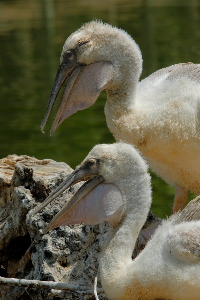 Pink-back Pelican chicks in nest at San Diego Animal Park in Escondido-19 6-1-07