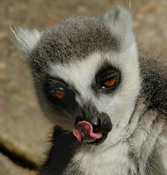 Ring-tail Lemur at San Diego Animal Park in Escondido-05 5-17-07