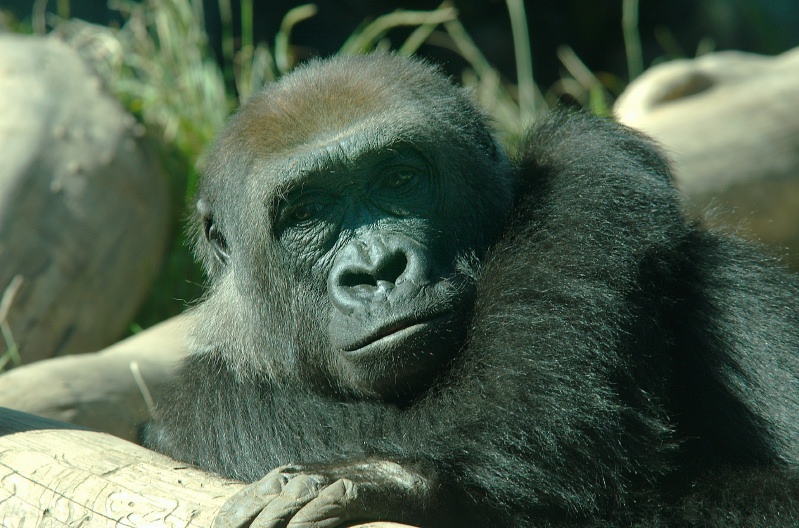 Mountain Gorrilla at San Diego Zoo 1-7-06