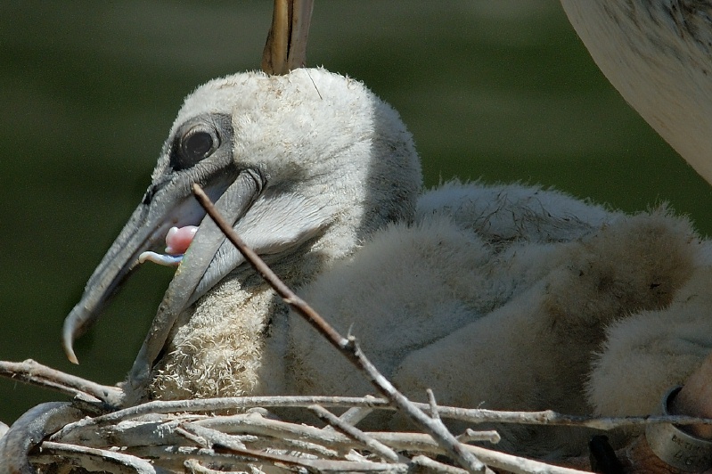 Pink-backed Pelican chick in nest at San Diego Animal Park in Escondido-02-2 5-10-07