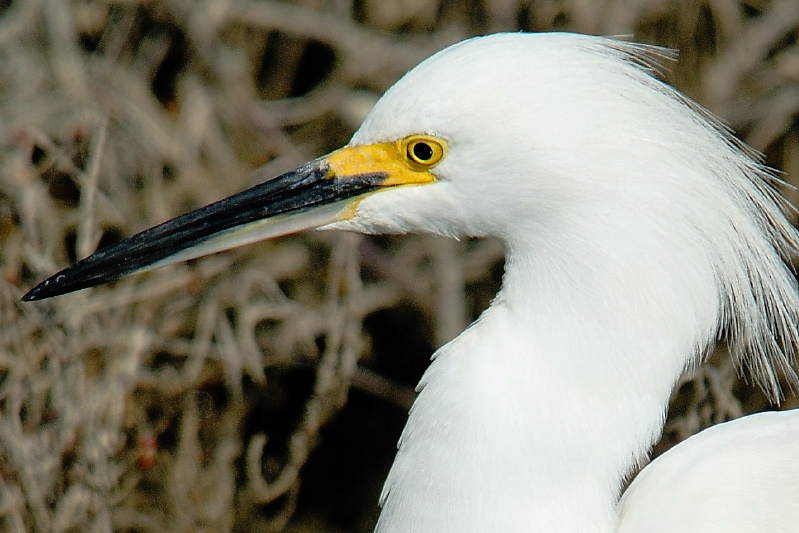 Snowy Egret in San Elijo Lagoon in Solana Beach-07-2 2-2-07