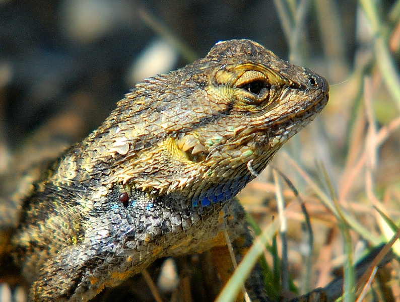 Lizard at Batiquitos Lagoon-02 3-21-07