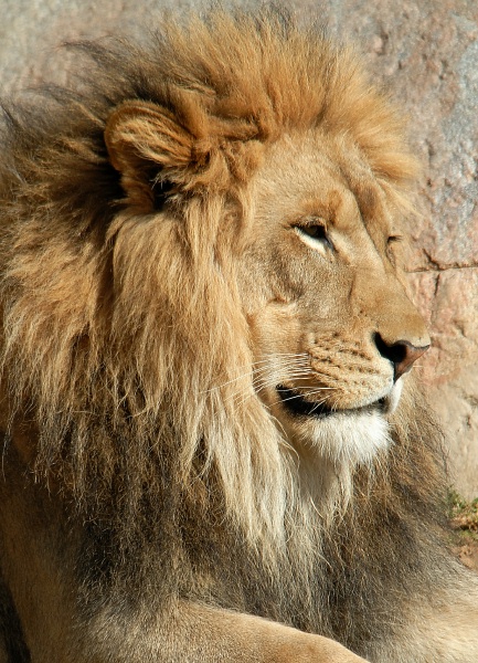 Lion male at San Diego Wild Animal Park in Escondido-09-2 2-14-07