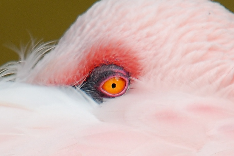 lesser flamingo at san diego zoo-2-2 1-17-07