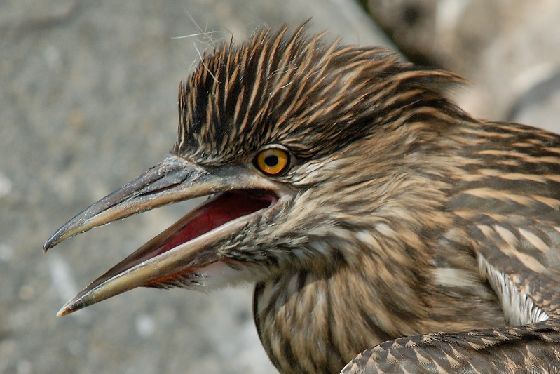 Juvenile Black Crowned Night Heron at San Diego Animal Park in Escondido-34 6-1-07