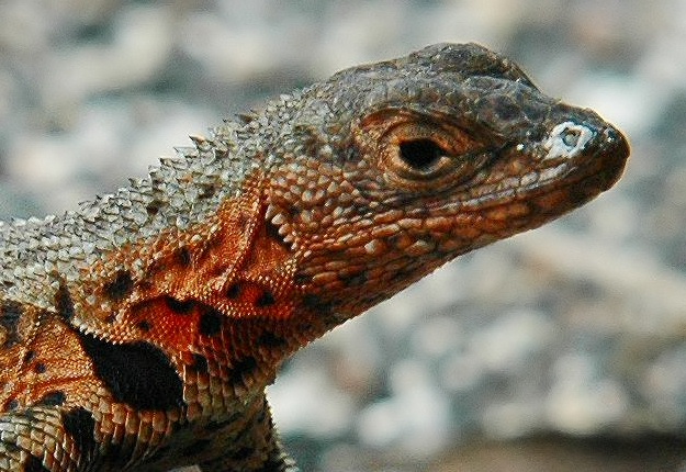 JT Female Lava Lizard at Punta Espinosa-Fernandina island-Galapagos-2 8-3-04