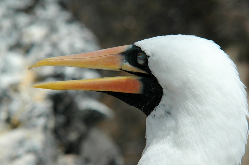 Head shot of Nazca Booby near Punta Suarez Espanola island-Galapagos 8-7-04