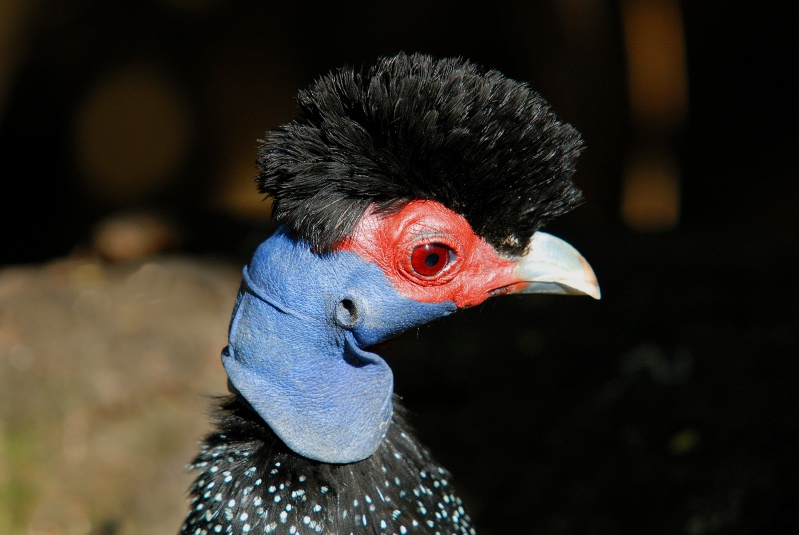 Guinea Fowl at San Diego Animal Park in Escondido-10 2-14-07