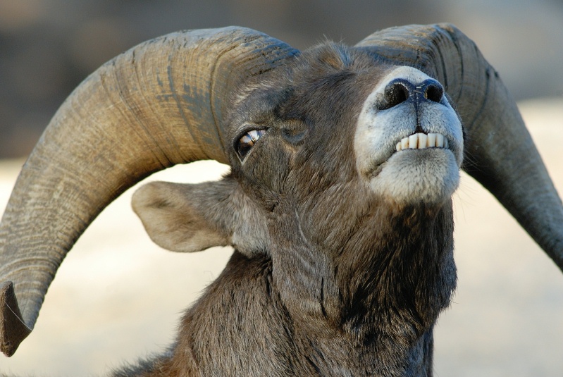 Desert Bighorn ram at Wild Animal Park in Escondido-32 12-3-07