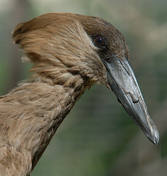 Eastern Hammerkop at San Diego Animal Park in Escondido-04 5-10-07