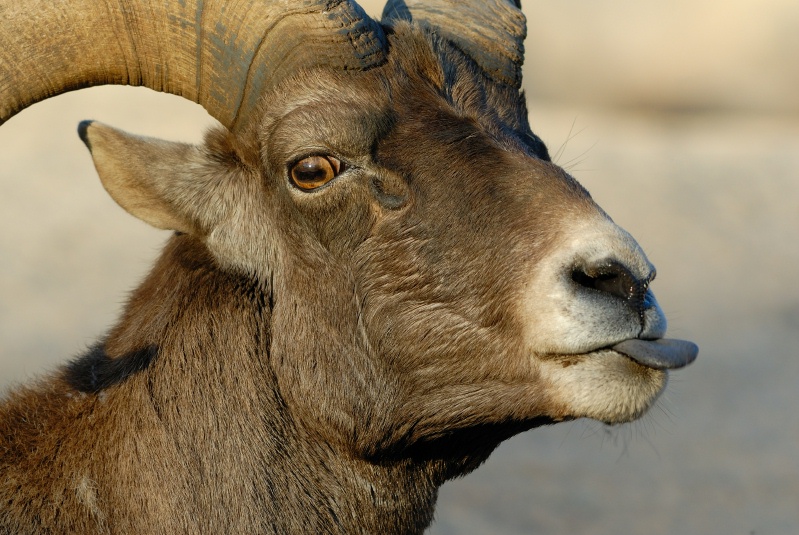 Desert Bighorn ram at Wild Animal Park in Escondido-20 12-3-07