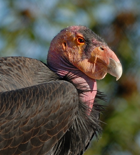 California Condor at Wild Animal Park in Escondido-48 12-3-07