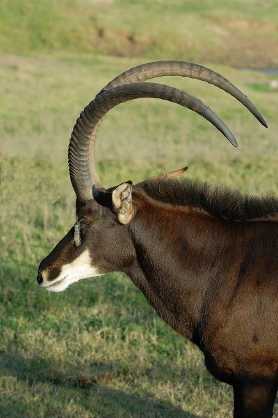 Antelope head shot at San Diego Animal Park in Escondido-02 11-12-07