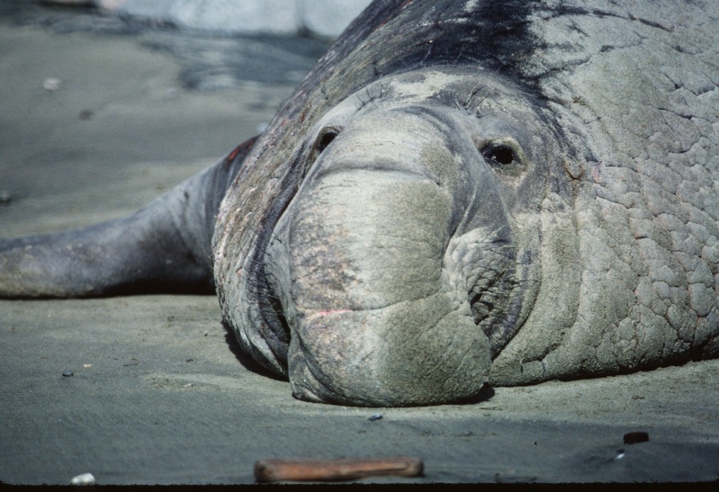 Sandy young elephant seal bull on Ano Nuevo beach 12-83