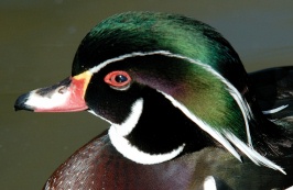 wood duck at san diego zoo-07 1-17-07