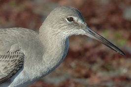 Willet at Swamis in Encinitas-2-2 12-2-06