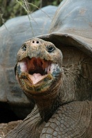 RE Galapagos Tortoise yawning at Darwin Station on Santa Cruz island-Galapagos-4_2 8-5-04