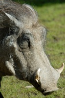 Warthog at San Diego Zoo-1 1-17-07