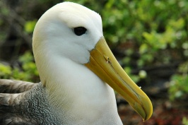 VU Head shot of Waved Albatross on Espanola island-Galapagos-1 8-7-04