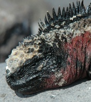 Marine Iguana on rocks near Punta Suarez Espanola island-Galapagos-3 8-7-04