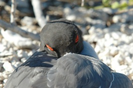 Swallow-tail Gull headshot on Genovesa island-Galapagos-2 8-2-04