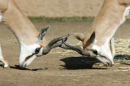 Springbucks sparring at San Diego Zoo-5-2 1-17-07