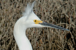 Snowy Egret in San Elijo Lagoon in Solana Beach-14-2 2-2-07