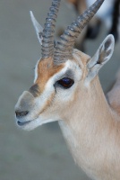 Speke's Gazelle at San Diego Zoo-1 1-17-07