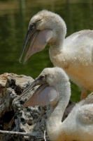 Pink-back Pelican chicks in nest at San Diego Animal Park in Escondido-19 6-1-07