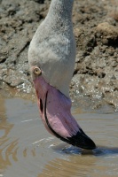 Lesser Flamingo head in pond at San Diego Animal Park in Escondido-03 5-10-07