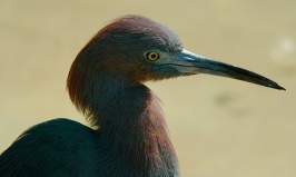 Small Blue Heron at San Diego Zoo 1-7-06