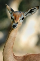 Gerenuk at Wild Animal Park in Escondido-03 12-17-07_copy