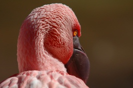 lesser flamingo at san diego zoo-2 12-31-06