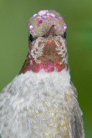 Hummingbird at Conquistador home in Carlsbad-15-2 10-3-06