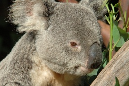 Koala at San Diego Zoo-15-2 6-22-07