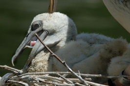 Pink-backed Pelican chick in nest at San Diego Animal Park in Escondido-02-2 5-10-07