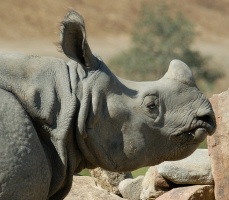 Indian Rhino at San Diego Wild Animal Park in Escondido-5 2-14-07