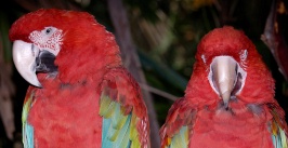 Pair of parrots at San Diego Animal Park in Escondido-04 4-19-07