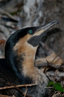 White-breasted Cormorant in nest at San Diego Animal Park in Escondido-05 5-17-07