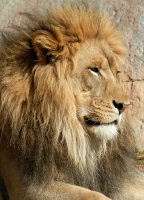 Lion male at San Diego Wild Animal Park in Escondido-09-2 2-14-07