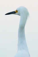 Snowy Egret at Batiquitos Lagoon in Encinitas-24 12-5-06