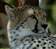 Cheetah at San Diego Animal Park in Escondido-02 4-19-07