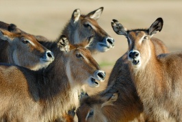 Gazelle group at Wild Animal Park in Escondido-05 11-12-07