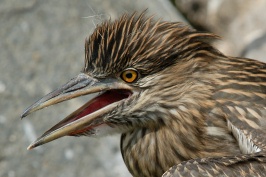 Juvenile Black Crowned Night Heron at San Diego Animal Park in Escondido-34 6-1-07