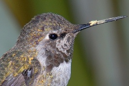 Hummingbird at Conquistador home in Carlsbad-20-2 10-3-06