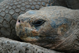 Galapagos Tortoise headshot at Darwin Station on Santa Cruz island-Galapagos-3 8-5-04