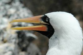 Head shot of Nazca Booby near Punta Suarez Espanola island-Galapagos 8-7-04